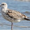 Great Black-backed Gull